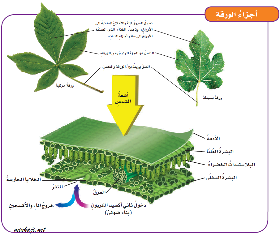 أجزاء الورقة